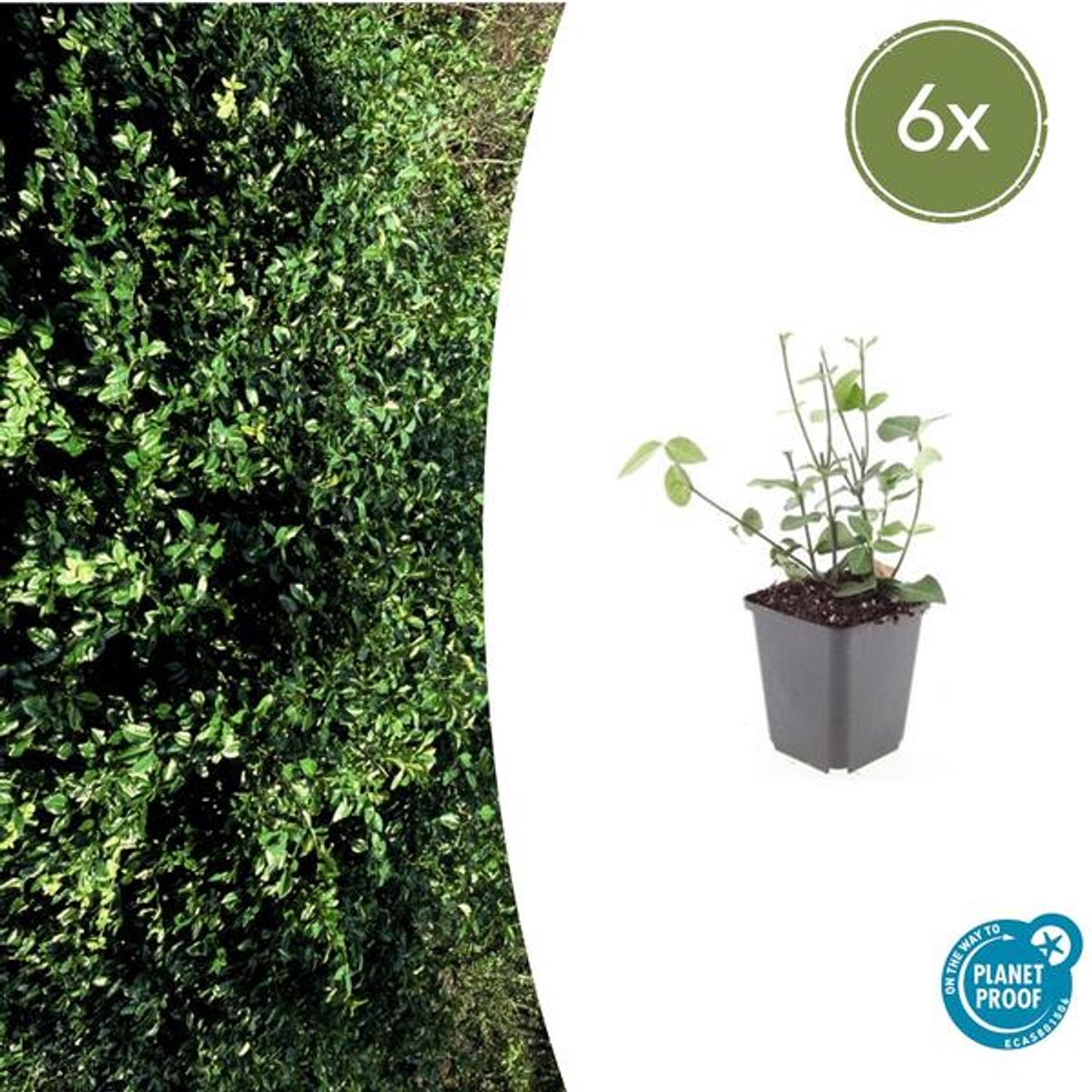 6x Euonymus fort. 'Coloratus' - 10-25cm - Ø9cm