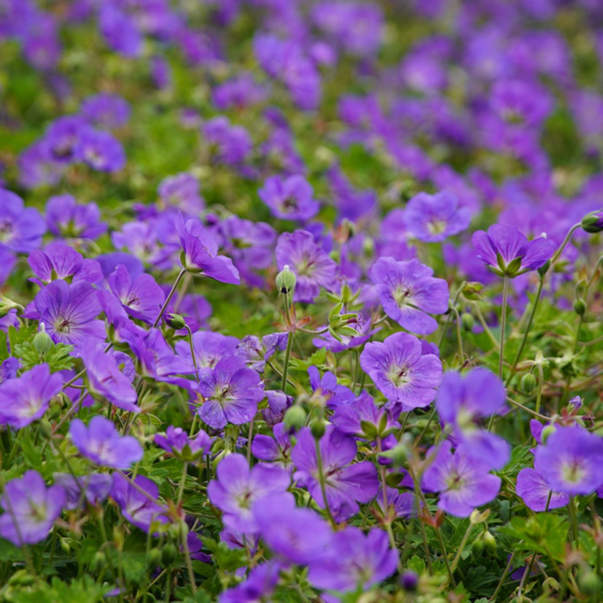 12x Geranium 'Azure Rush' - 10-25cm - Ø9cm