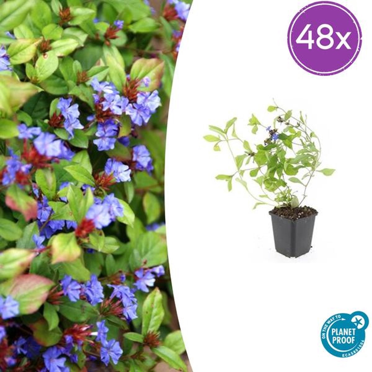 48x Ceratostigma plumbaginoides - 10-25cm - Ø9cm