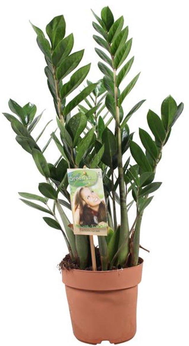 Zamioculcas Zamiifolia (ZZ-plant) - Ø17cm - 70cm