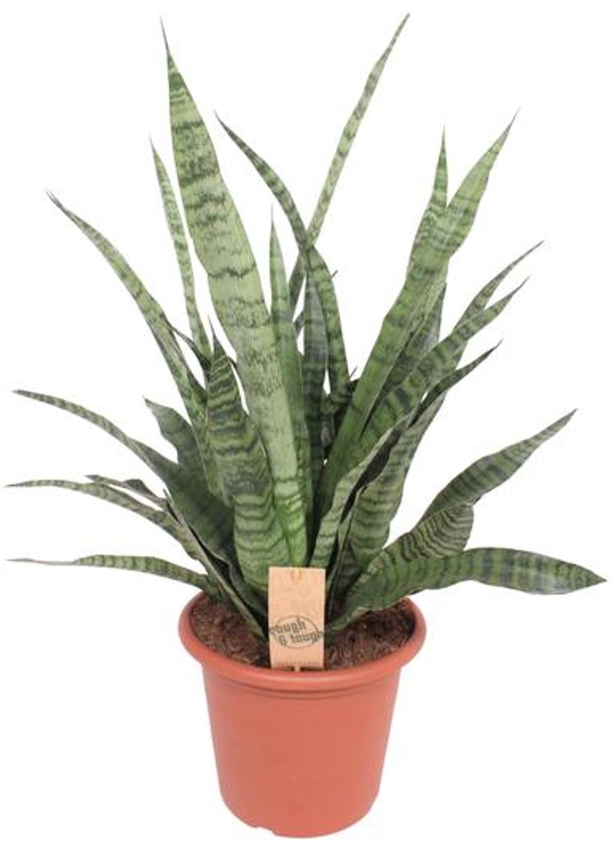 Sansevieria Diamond Green - Ø25cm - 80cm