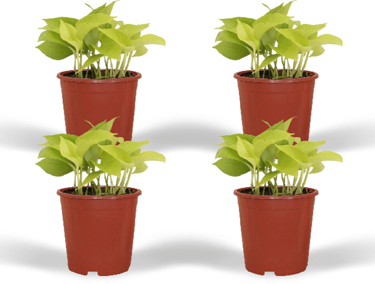 Epipremnum Golden Pothos (Scindapsus) - 4 stuks - Ø12cm - 15cm