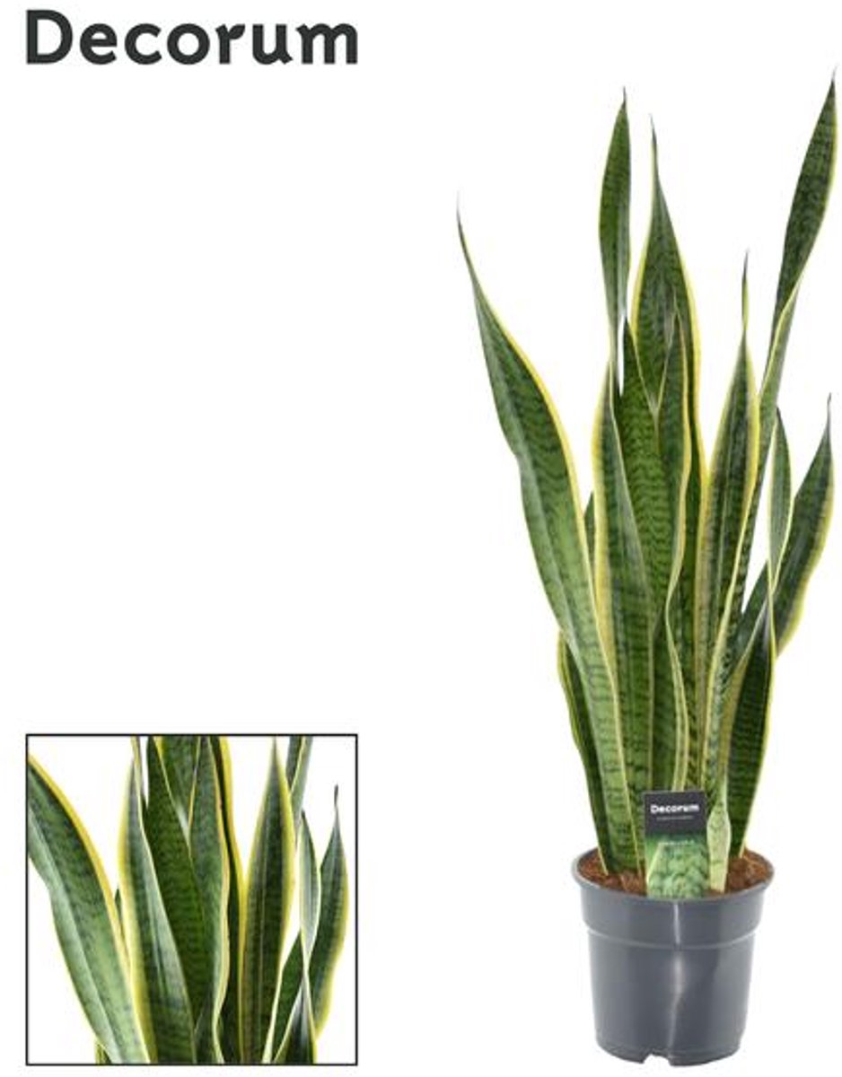 Sansevieria Laurentii XL (Decorum) - Ø17cm - 70cm
