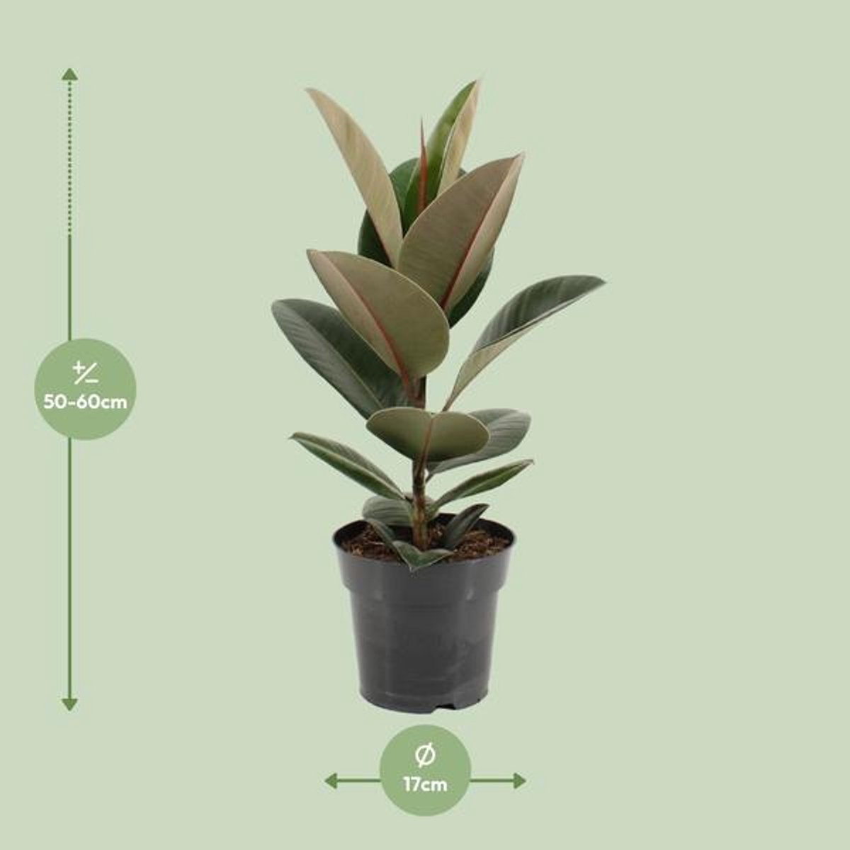 Ficus Elastica Robusta - Ø17cm - 55cm