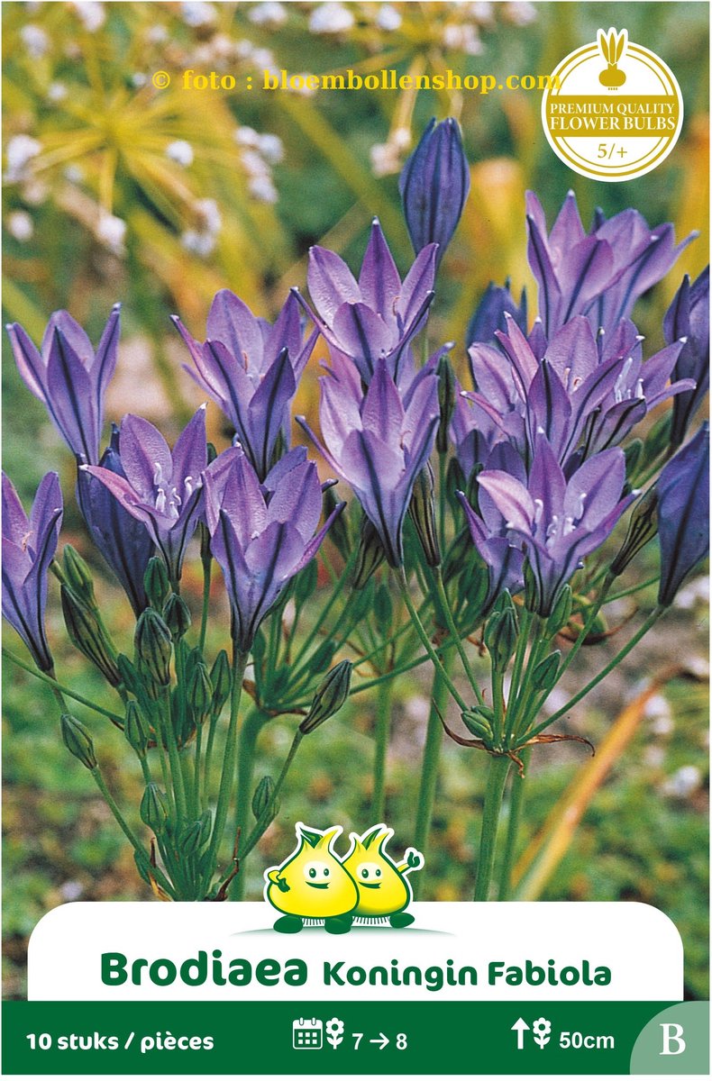 4 zakjes Brodiaea Koningin Fabiola maat 5/+