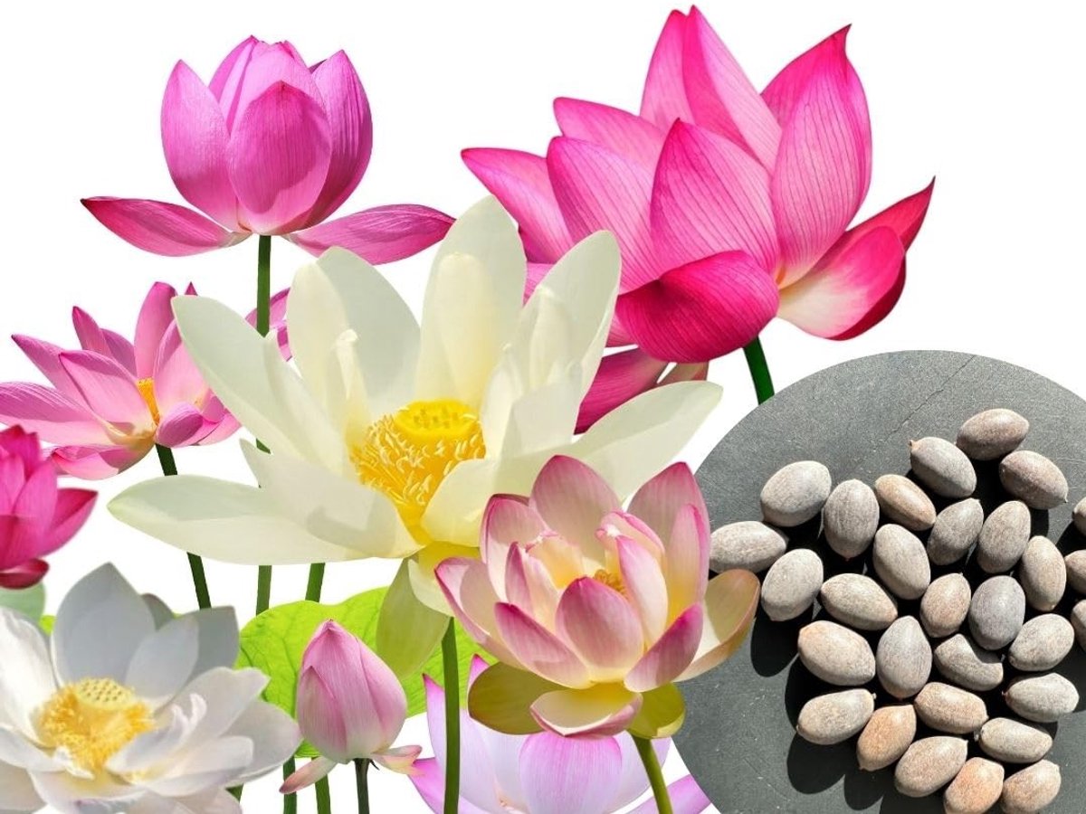 Dailygoods- Lotuszaden 30 Stuks - Premium Mix 3 Kleuren - Waterplanten - Vijverplanten - Bonsai Lotus - Inclusief Handleiding