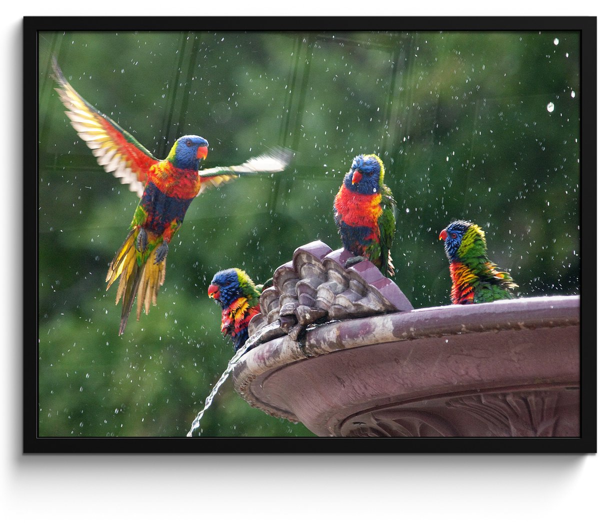 Poster in lijst - Fotolijst 80x60 cm - Posters - Fontein - Vogel - Water - Posterlijst zwa