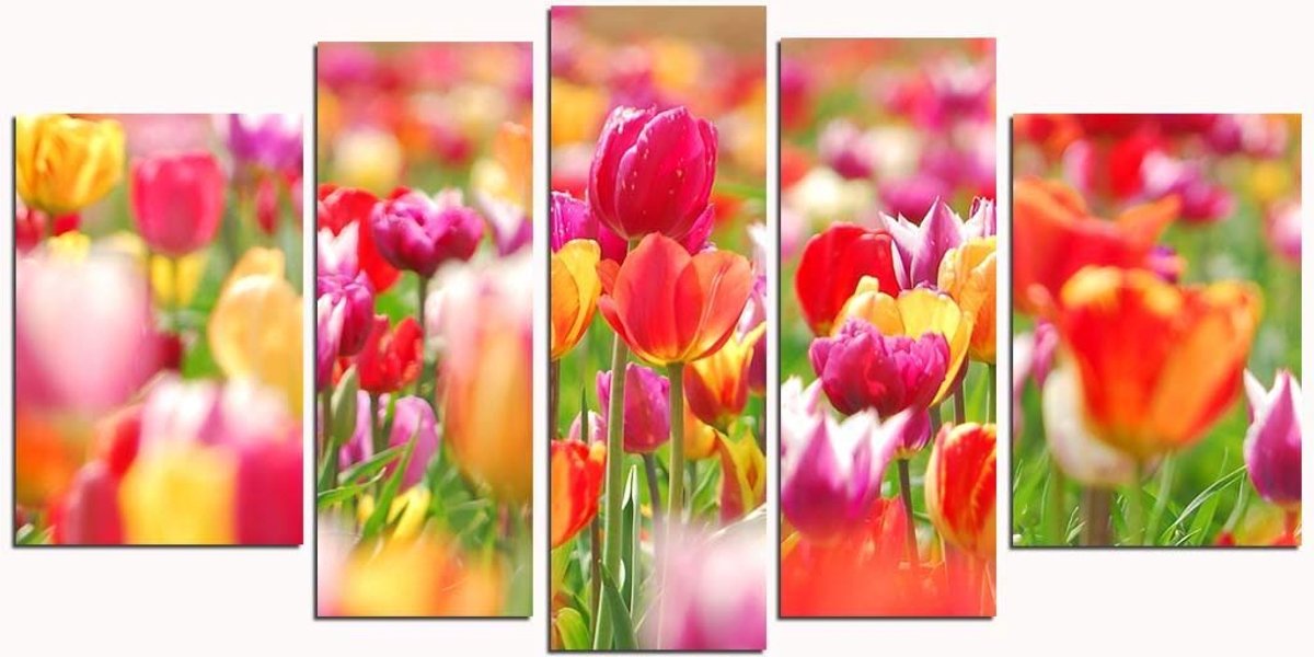 Kunst op Plexiglas – Gekleurde Tulpen Set van 5 stukken, in totaal 90 x 180