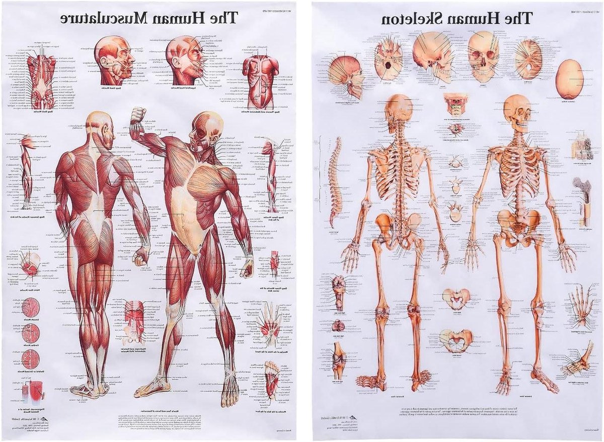 Anatomie Poster Set - Menselijk Lichaam Grafiek - Studie Hulp - Gedetailleerde Illustraties - 68 x 45 cm - Veelkleurig