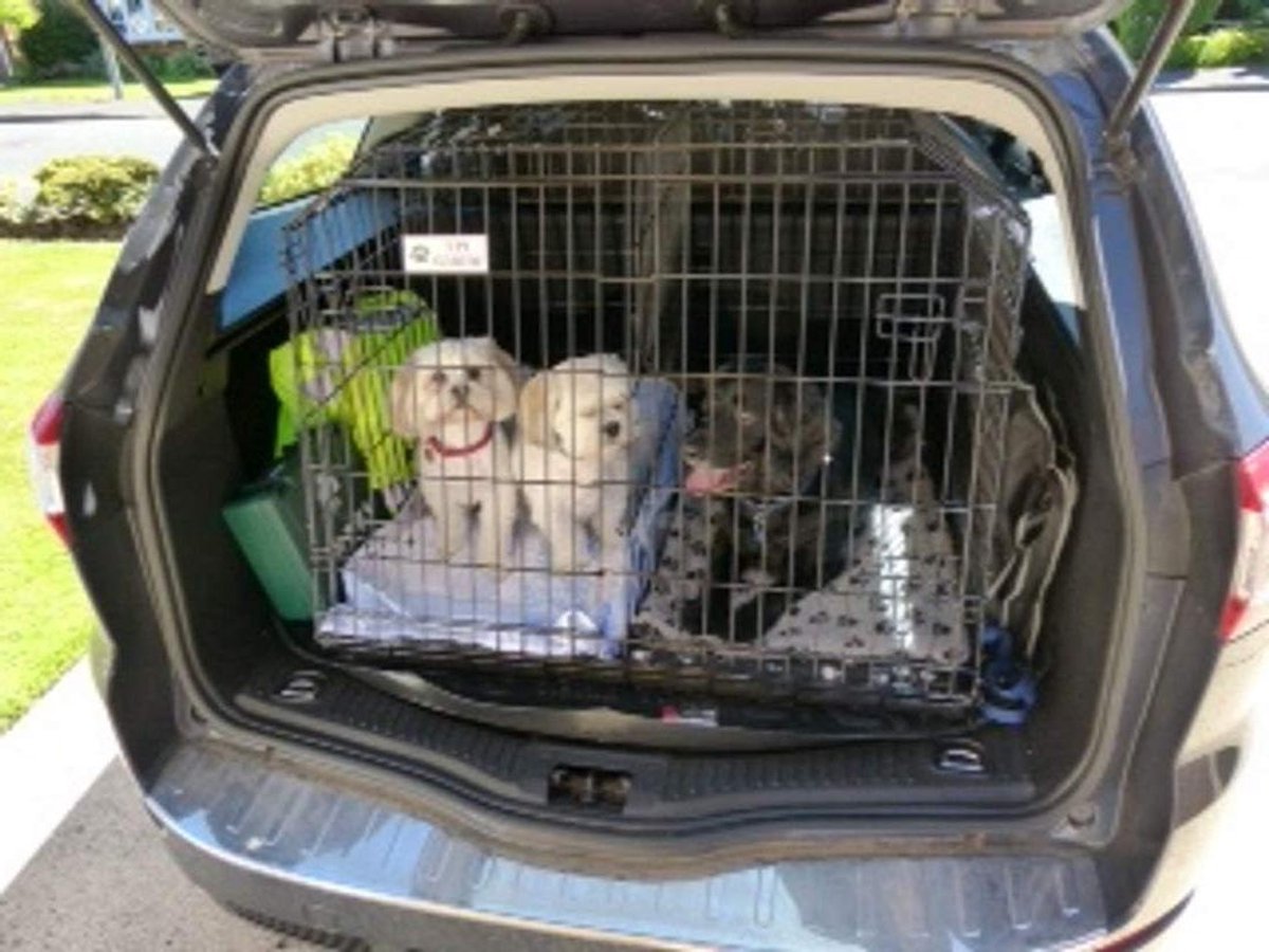 Hondenkooi Auto - Reiskennel Hond - Veilig Vervoer - Speciaal Ontworpen - 97 x 87 x 72 cm - Grijs