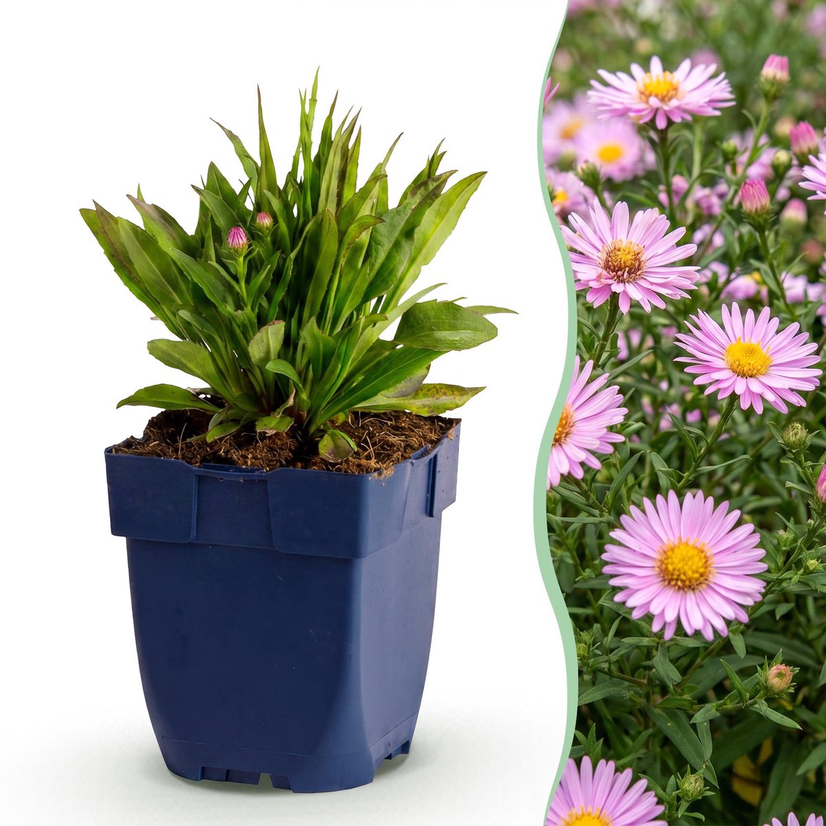 Green boutiQ - Vasteplant - Aster Wood's Pink - Pluimspirea - Bijen en Vlinderlokkers - Roze - 1 Plant - Pot 11cm - Hoogte 15-25cm