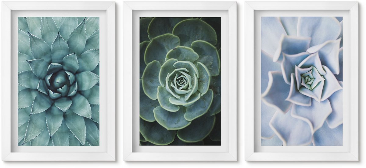 Wallfluent 3-Delige Schilderij Set - Vetplanten In Groene En Turquoise Tinten. - 20 x 30 - Stijlvolle Muurdecoratie - Kantoor - Woonkamer Decoratie