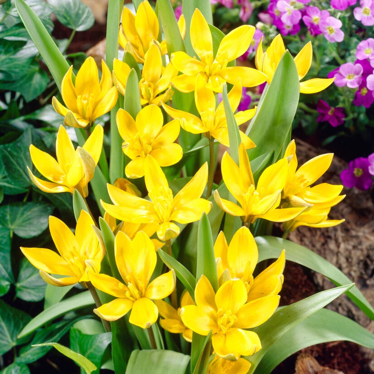 Tulp (Tulipa) - Tarda Dasystemon - kopen Bloembollen en zaden voordelig kopen bij Tuincentrumkoeman.nl - Snijbloemen - Voorjaarsbollen