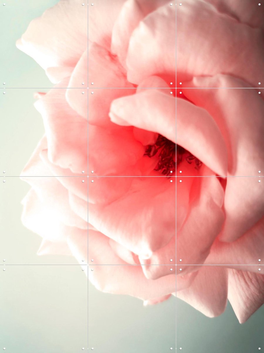IXXI Pink Kiss, Angelo Cerantola - 60 x 80 cm - Gratis ophangtool - Grote wanddecoratie en posters - Fotografie, Slaapkamer, Woonkamer, Bloemen