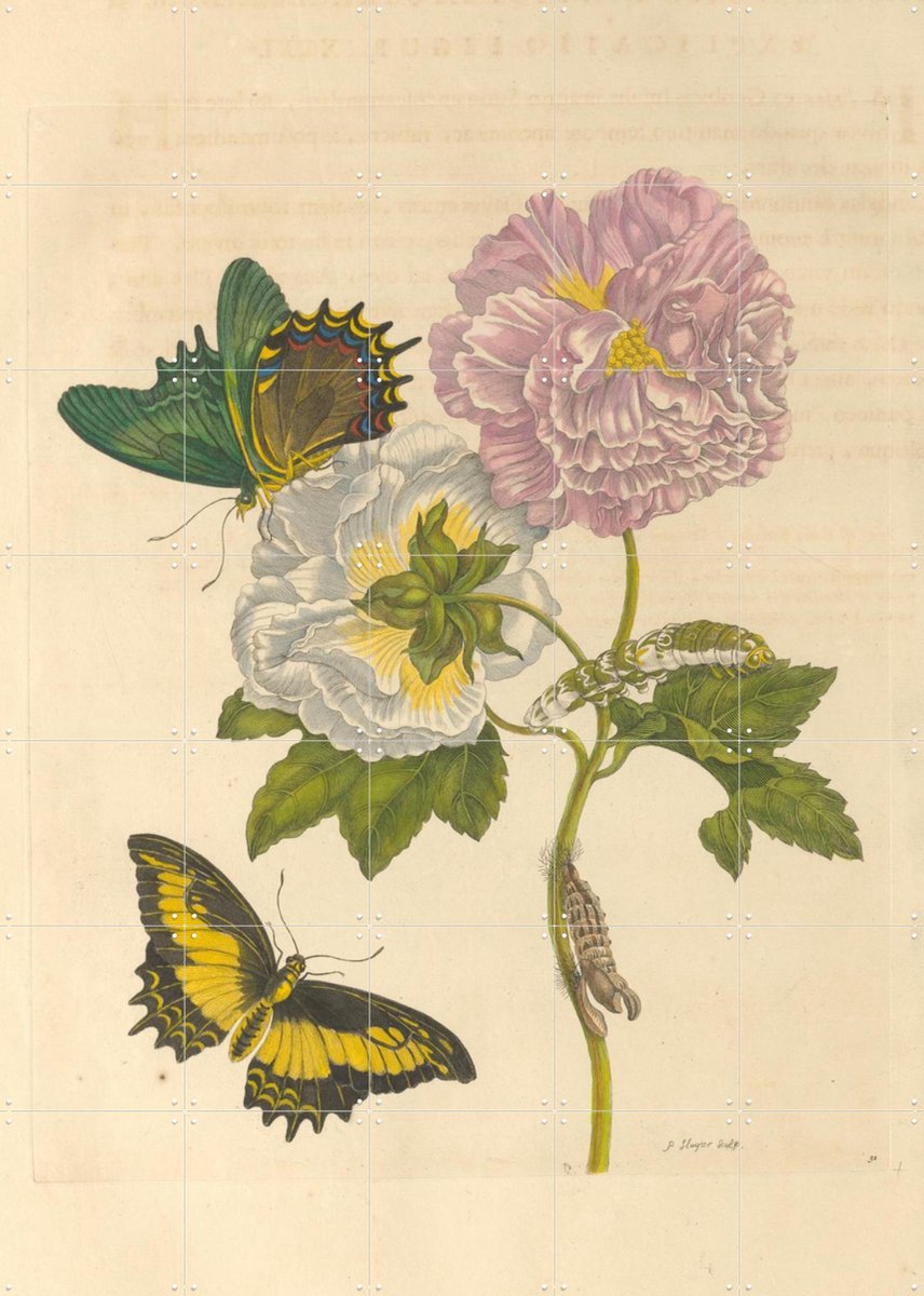 IXXI Insects Of Surinam, Rijksmuseum - 100 x 140 cm - Gratis ophangtool - Grote wanddecoratie en posters - Realisme, Vintage, Naturalisme, Kleurrijk
