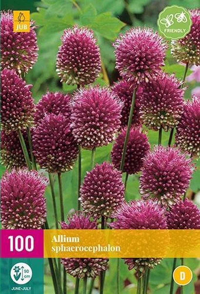 Jub Holland - bloembollen - Allium/Sierui Sphaerocephalon - maat 5/6 - 100 stuks