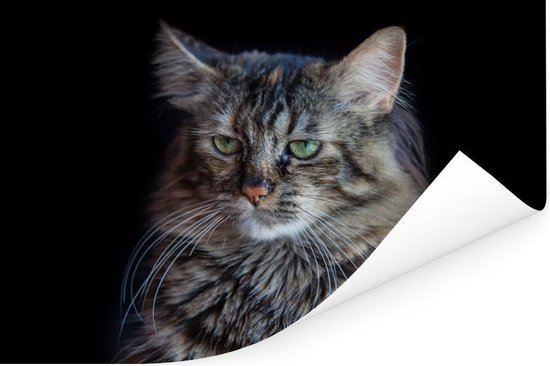 Poster Chat Maine Coon fond noir 90x60 cm - Tirage photo sur Poster (décoration murale salon / chambre) / Poster Animaux domestiques