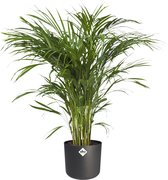 Kamerplant van Botanicly – Goudpalm incl. sierpot antraciet cilindrisch als set – Hoogte: 90 cm – Areca dypsis lutescens