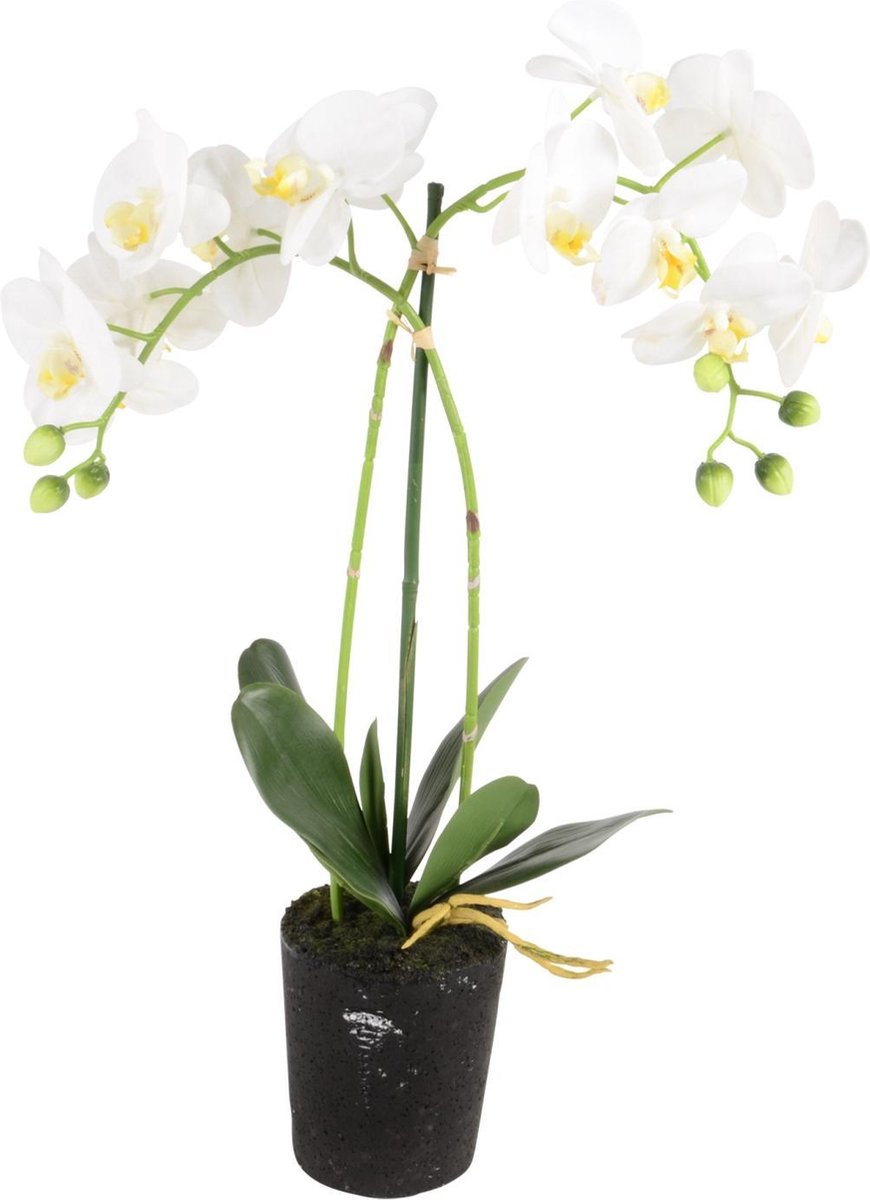 Phalaenopsis 2-tak i/pot h53cm wit