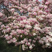 Magnolia Soulangeana - Boom ↑ 15-20cm - Ø 9cm