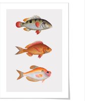 Art print ‘Natuurlijke historie van vissen - III’ 50x70 cm.