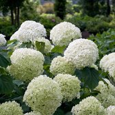 Hydrangea Arborescens Strong Annabelle - Hortensia wit  - ↑ 40-50cm - Ø 23cm