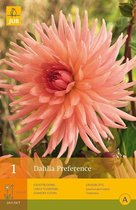 2 stuks 1 Dahlia Preference