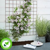 2x Clematis 'Samaritan Jo' - Bosrank wit met paars - Set van 2 - ↑ 65-75cm - Ø 14cm