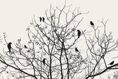 Fotobehang Vlies | Vogels, Boom | Zwart | 368x254cm (bxh)