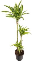 Dracaena 140 cm - Lemon Lime