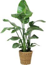 Strelitzia 'Nicolai' - Paradijsvogelplant XL - Incl. rieten mand - ↑ 100-120cm - Ø 23 x 22cm