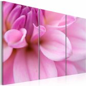 Schilderij - Roze dahlia , bloem , 3 luik