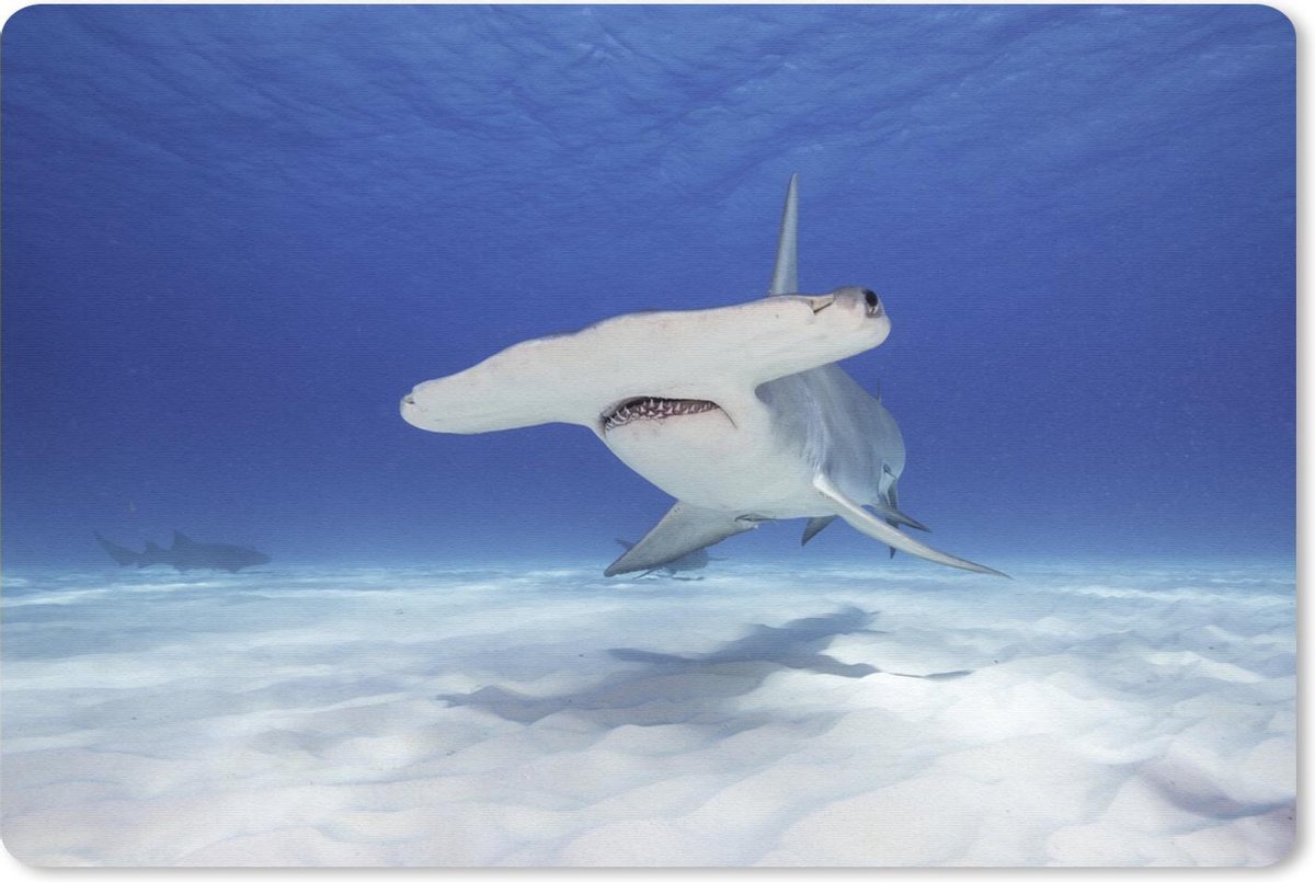 Muismat Hamerhaai Eem grote hamerhaai op de zeebodem muismat rubber