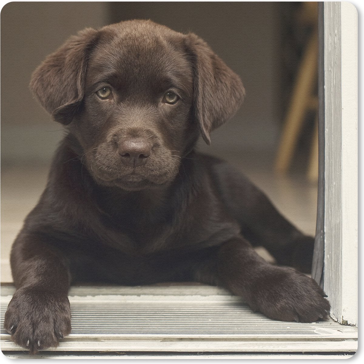 Muismat Labrador Retriever - Schattige Labrador Retriever die in de camera kijkt muismat rubber - 20x20 cm - Muismat met foto