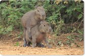 Muismat Capibara - Twee Capibara jongen spelen met elkaar muismat rubber - 27x18 cm - Muismat met foto