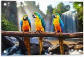 Tuinposter – Papegaaien op Stok voor Waterval - 60x40cm Foto op Tuinposter  (wanddecoratie voor buiten en binnen)