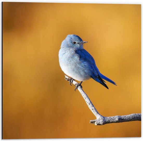 Dibond - Blauwe Vogel - 50x50cm Foto op Aluminium (Wanddecoratie van metaal)