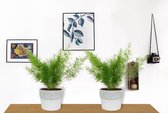 2x Kamerplant Asparagus Sprengeri - Sierasperge - ± 25cm hoog - ⌀  12cm - in witte betonnen pot