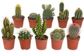 Cactus mix | 10 stuks | Ø 5,5 cm |  8-13 cm