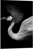 Acrylglas - Zwart Wit Foto van Kraan Vogel - 60x90cm Foto op Acrylglas (Met Ophangsysteem)
