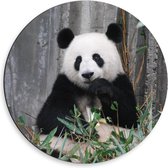 Dibond Wandcirkel - Lieve Etende Panda - 50x50cm Foto op Aluminium Wandcirkel (met ophangsysteem)