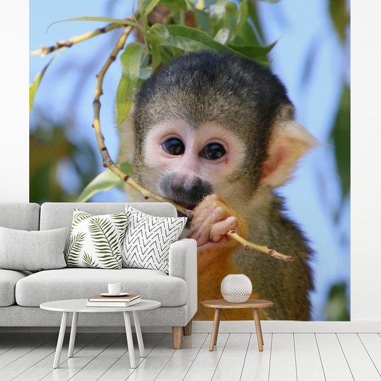 Papier peint Papier peint photo Singe écureuil - Singe écureuil mâchant une branche Papier fotobehang photo vinyle largeur 240 cm x hauteur 240 cm - Tirage photo sur papier peint vinyle (disponible en 7 tailles) - Chambre / salon / bureau