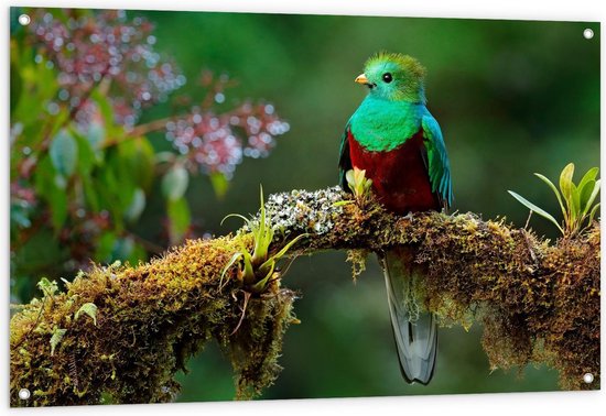 Tuinposter - Quetzal Vogel bij Boom - Foto op Tuinposter (wanddecoratie voor buiten en binnen)
