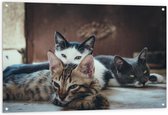 Tuinposter – Drie Slapende Katten - 120x80cm Foto op Tuinposter  (wanddecoratie voor buiten en binnen)