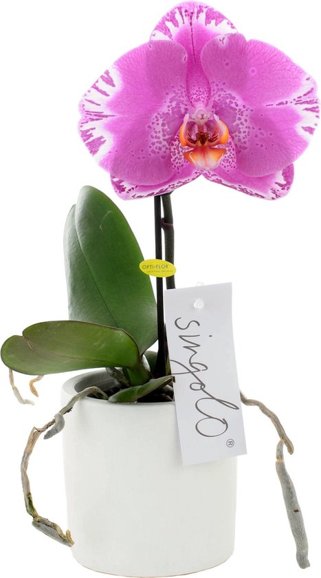 Speciale orchidee in design pot | Leuk als cadeau | Orchidee van  vriendschap met de... | bol.com