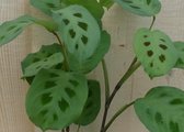 Maranta Leuconeura Kerchoveana Tiengebodenplant