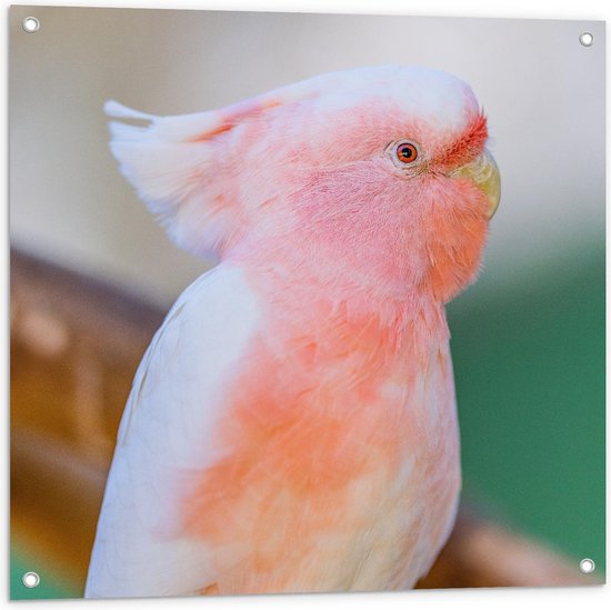 Tuinposter - Roze Papagaai - Foto op Tuinposter (wanddecoratie voor buiten en binnen)