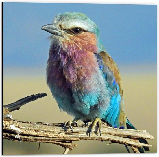 Dibond - Regenboogkleurig Vogeltje op een Tak - 50x50cm Foto op Aluminium (Met Ophangsysteem)