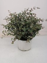 Kamerplant van Botanicly – Eucalyptus gunnii – Hoogte: 55 cm