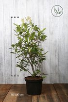 10 stuks | Glansmispel 'Red Robin' Pot 80-100 cm Extra kwaliteit - Bloeiende plant - Makkelijk te snoeien - Vruchtdragend - Wintergroen